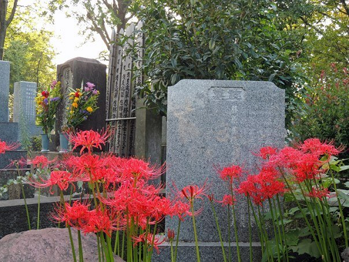 Традиционное японское кладбище. Хиганбана.