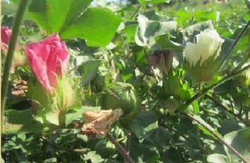 Белые и розовые цветки хлопка