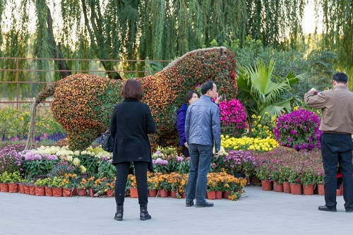 Выставка хризантем в китайском парке Юаньмынь